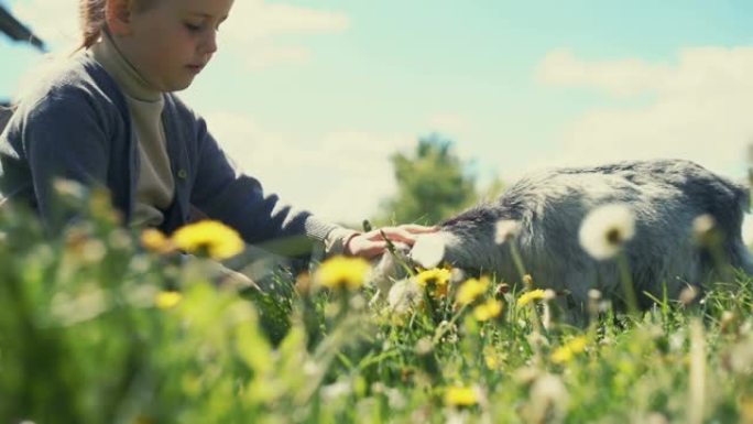 可爱的小孩在农场喂山羊。原始视频记录