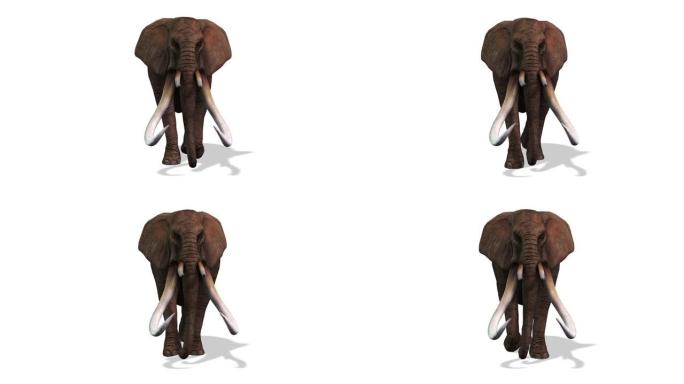 大象行走，前视图无缝循环，白色背景