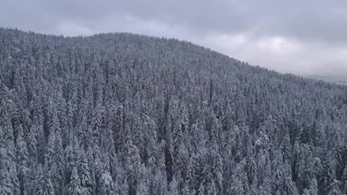 冬天在白雪覆盖的松树林地上空飞行。在山里滑雪度假。