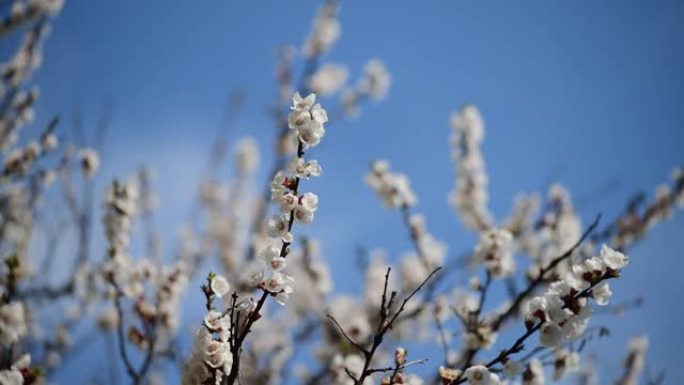 漂亮的白杏春花树枝宏观自然摄影4k视频