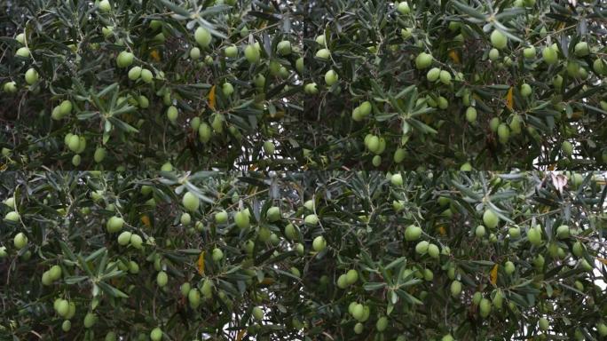 绿色的新鲜橄榄树生长在希腊的格罗夫，哈尔基迪基。