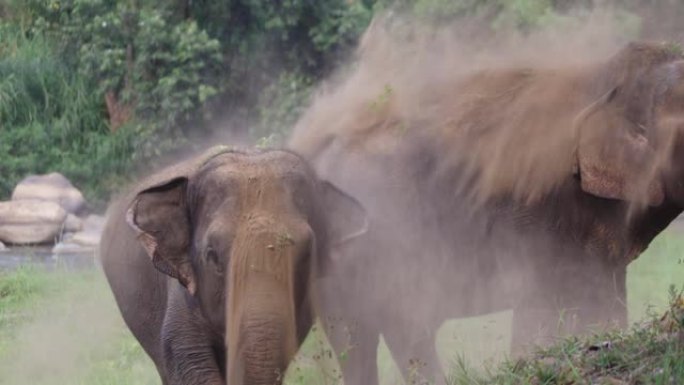 大象用它的树干在身上喷洒污垢有助于保持皮肤愈合