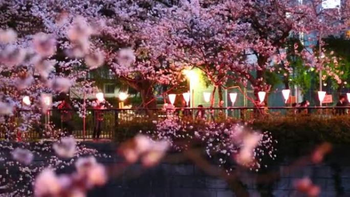 东京樱花夜景