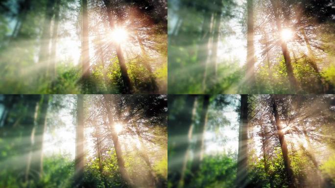 早晨在森林里。太阳的光线穿过树木
