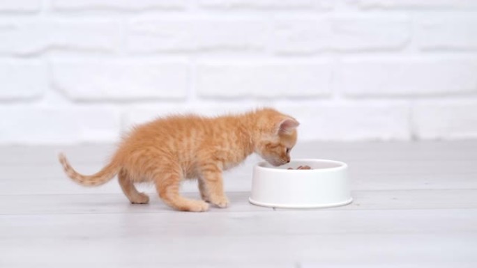 4k小红姜条纹小猫跑上碗里的食物，开始吃小猫罐头猫粮。灰色地板上的湿小猫食品广告