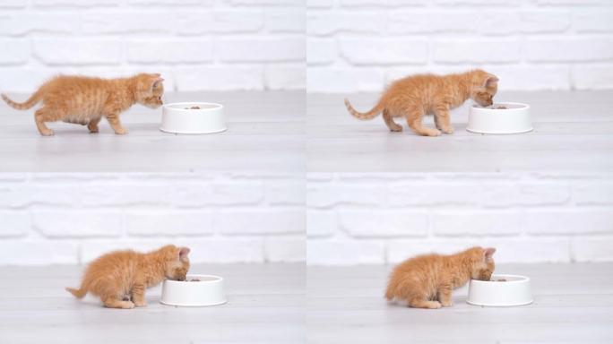4k小红姜条纹小猫跑上碗里的食物，开始吃小猫罐头猫粮。灰色地板上的湿小猫食品广告