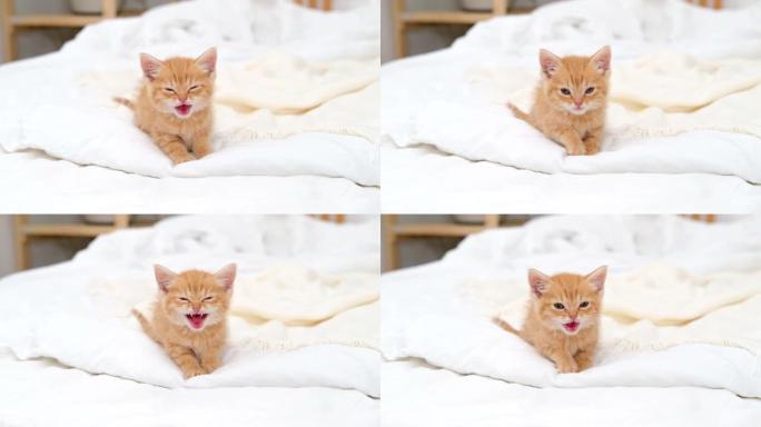 4k小红姜条纹小猫喵喵叫，看着相机，走在家里的床上。健康可爱的家养宠物和猫