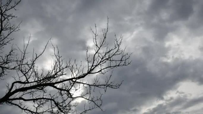 深蓝灰色阴天和光秃秃的树枝在风中飘扬的万圣节背景
