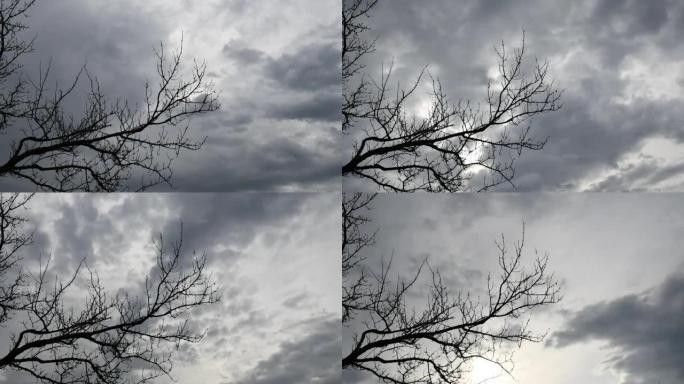 深蓝灰色阴天和光秃秃的树枝在风中飘扬的万圣节背景