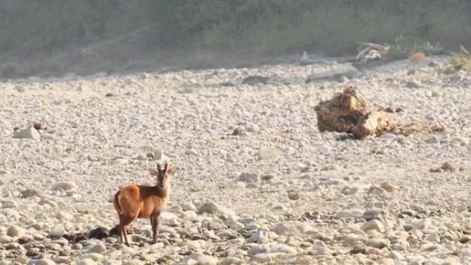 在吉姆·科贝特国家公园或印度老虎保护区uttarakhand的户外丛林野生动物园中，大范围的吠叫鹿或