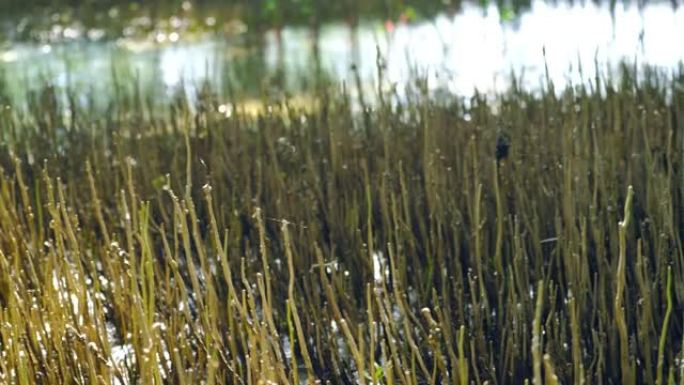 在湿地，红树林中具有气生根的野生植物具有气团根或支撑根，用于生长和支撑树干。