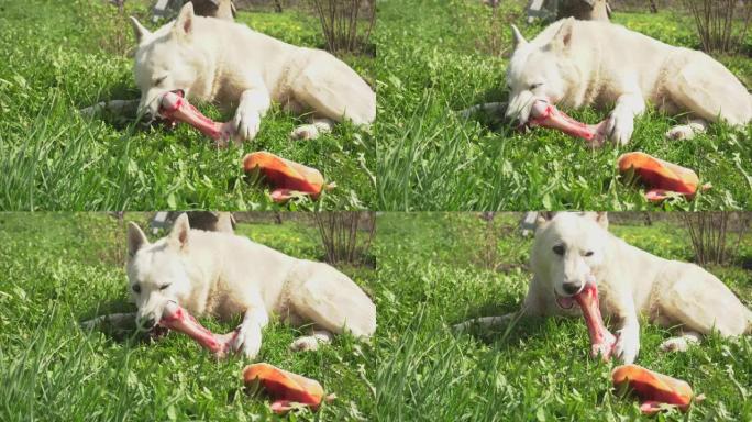 流浪狗在阳光明媚的日子吃一块骨头，白狗在夏天的绿草上嚼一块新鲜的骨头