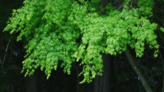 阳光下的新鲜绿树绿色竹林树枝