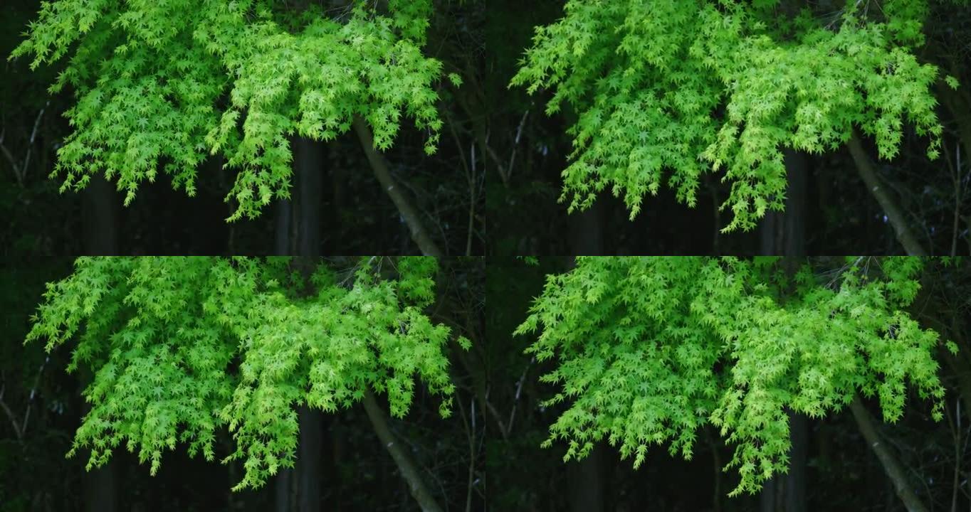 阳光下的新鲜绿树绿色竹林树枝