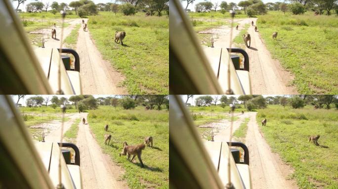 4k包非洲灵长类动物在野外狩猎中经过汽车附近