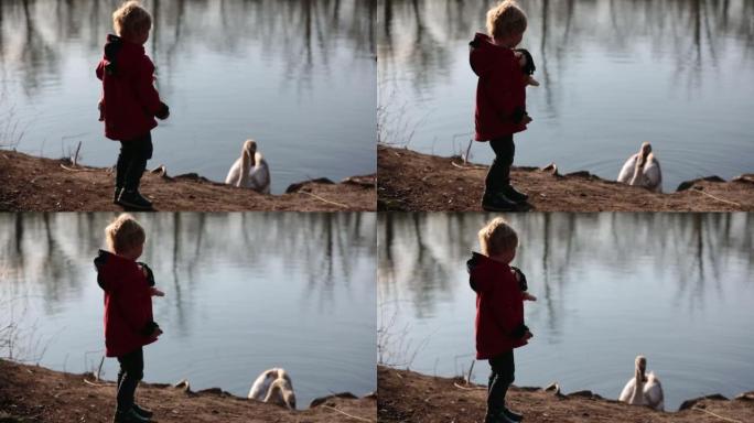 蹒跚学步的孩子，金发男孩，站在湖边，在日落时看着天鹅