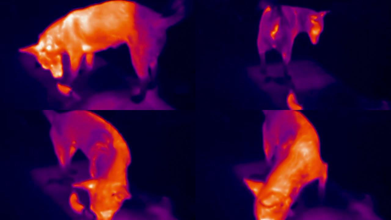 狗在地板上吃香肠的热成像视图。红外、热成像、夜视成像