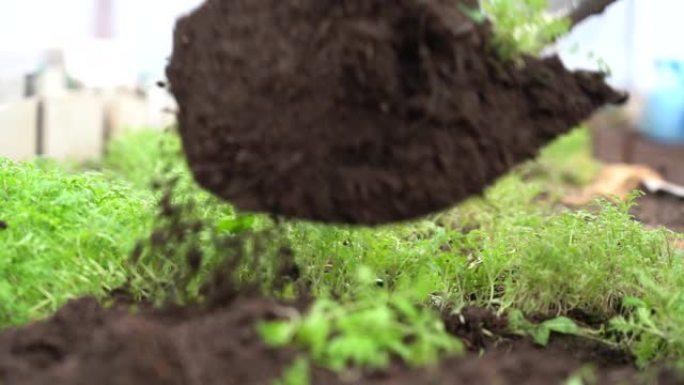 用铲子挖绿肥植物的土壤