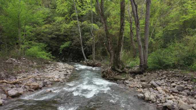 原始森林清澈溪涧流水