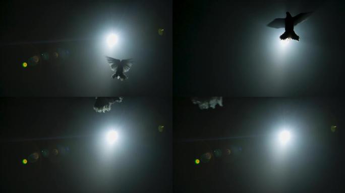 在明亮的光束和博克的背景下，剪影白鸽在黑暗的工作室中飞行的仰视图。鸟在拍打翅膀，孤立在黑色背景上。特