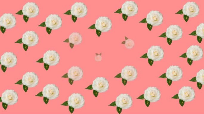 粉红色背景上的白色和粉红色玫瑰动画