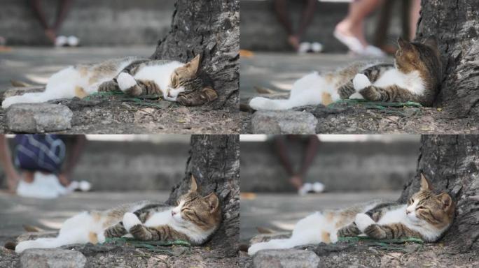 饥饿的无家可归的猫躺在非洲的街道上睡觉，桑给巴尔石镇