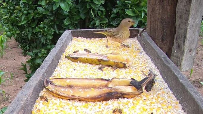 野鸟以玉米为食。