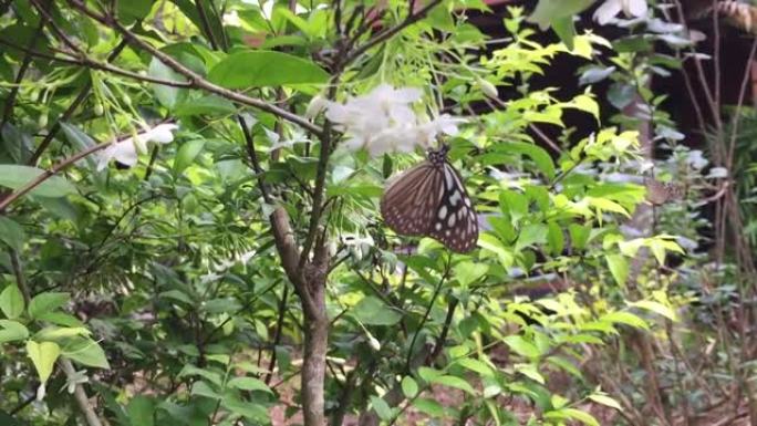 栗子虎蝴蝶在花园里美丽的白色wrightia religiosa benth花