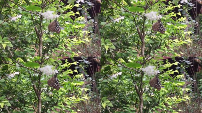 栗子虎蝴蝶在花园里美丽的白色wrightia religiosa benth花