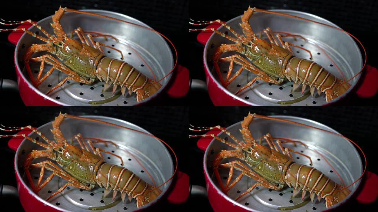 在火锅中蒸多刺龙虾，在火锅中煮有机多刺龙虾