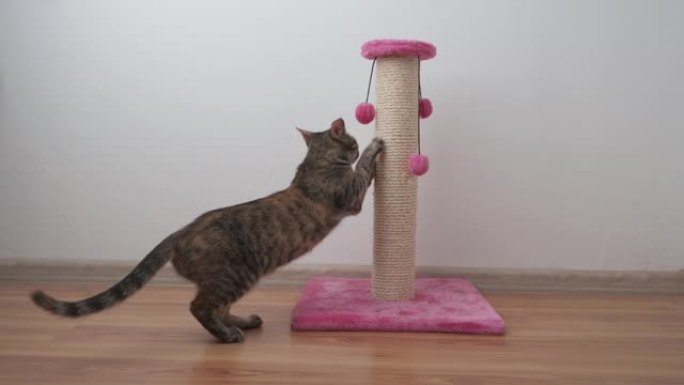 美丽的小虎斑猫在抓挠的柱子上锋利它的爪子