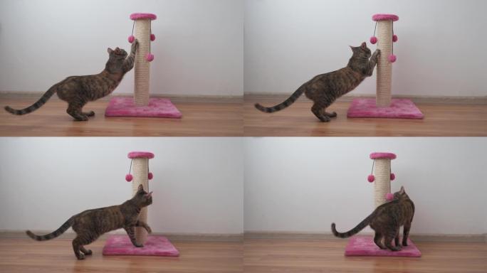 美丽的小虎斑猫在抓挠的柱子上锋利它的爪子