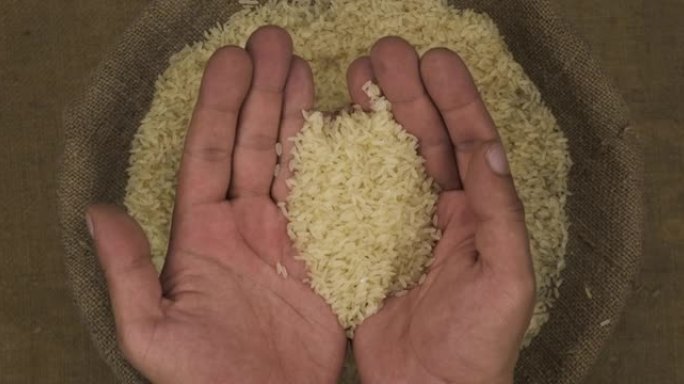 农夫的手从袋子里拿起一把米粒，举起手掌。