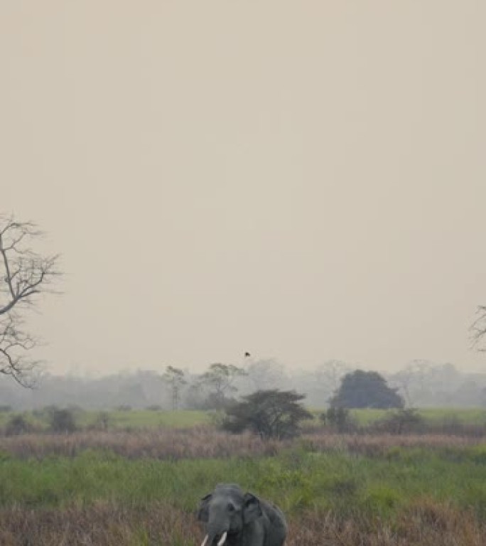 一群大象在卡齐兰加国家公园以慢动作喝水和泥浴