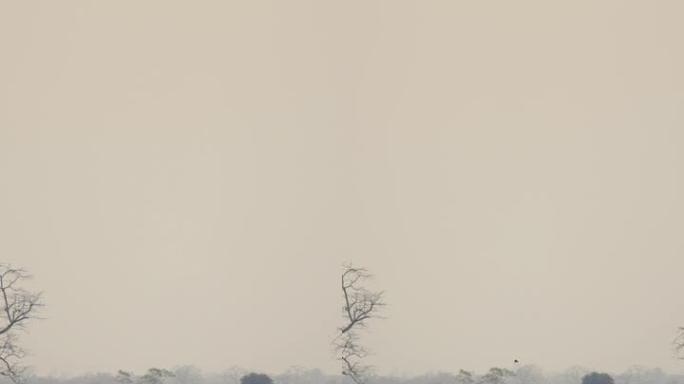 一群大象在卡齐兰加国家公园以慢动作喝水和泥浴