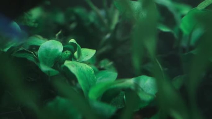 美丽的绿色水族馆水生植物