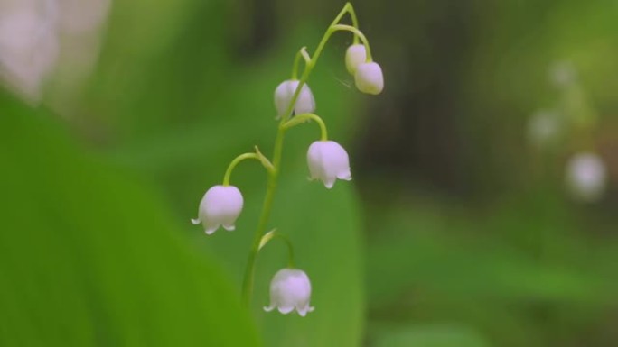 红列野生百合山谷春花盛开。生长在森林中的白色春花。芳香花朵。特写。