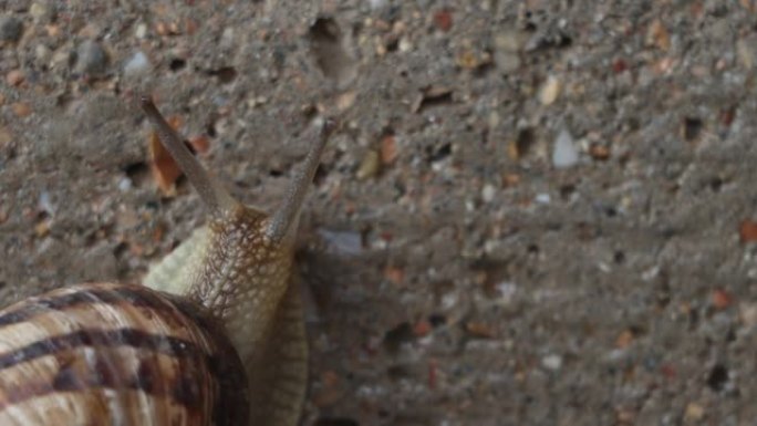 大滑溜溜的蜗牛正沿着墙壁爬行。