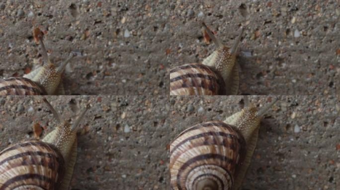 大滑溜溜的蜗牛正沿着墙壁爬行。