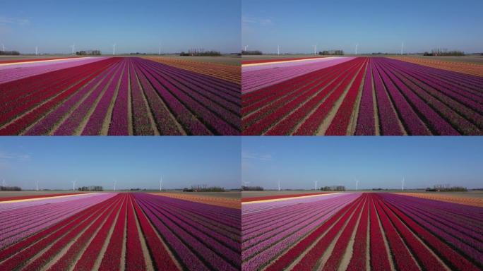 五颜六色的花田，盛开的pruple和红色郁金香在荷兰的Flevopolder中，从右到左
