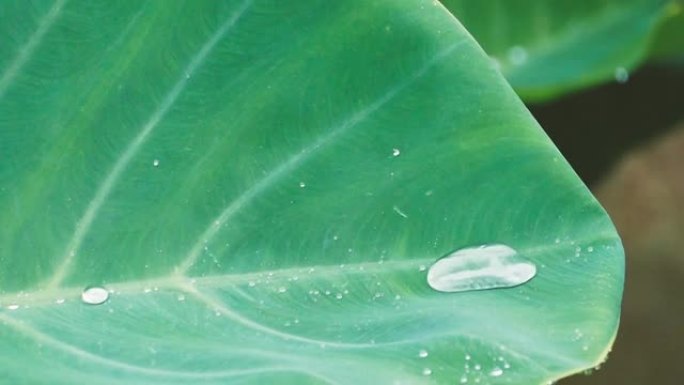 芋头叶子上的雨水滴