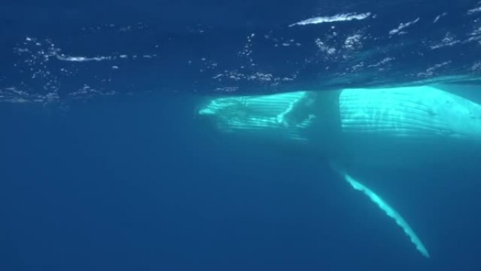 座头鲸小牛犊与牛鲸在太平洋水下。