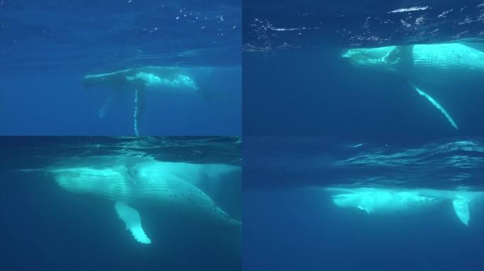 座头鲸小牛犊与牛鲸在太平洋水下。