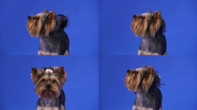 工作室里蓝色背景下约克夏犬的肖像。一只有趣的装饰狗摇着尾巴，抬起头抬头环顾四周。慢动作。特写