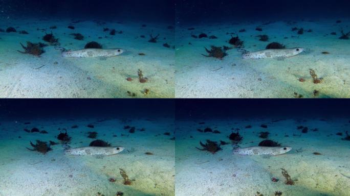 小地中海鲨鱼在海底安静