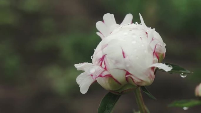 白牡丹花，雨后露珠，公园里美丽的花朵。盛开的牡丹花。