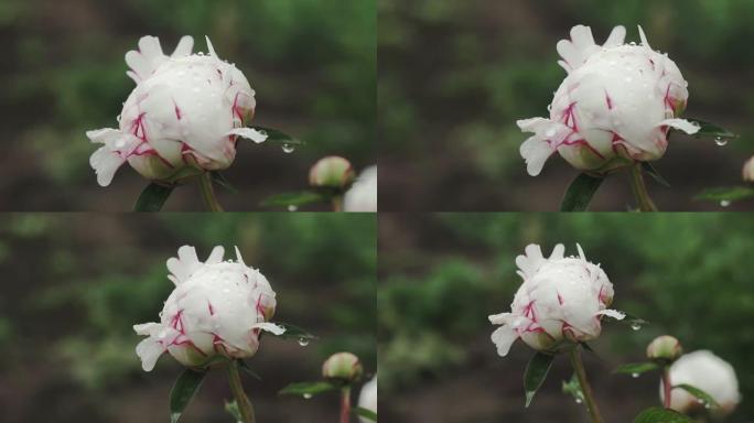 白牡丹花，雨后露珠，公园里美丽的花朵。盛开的牡丹花。