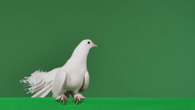 一只拥有白色美丽羽毛的鸽子坐在带有绿色屏幕色度键的工作室中，然后拍打翅膀飞走。羽毛鸟特写。慢动作