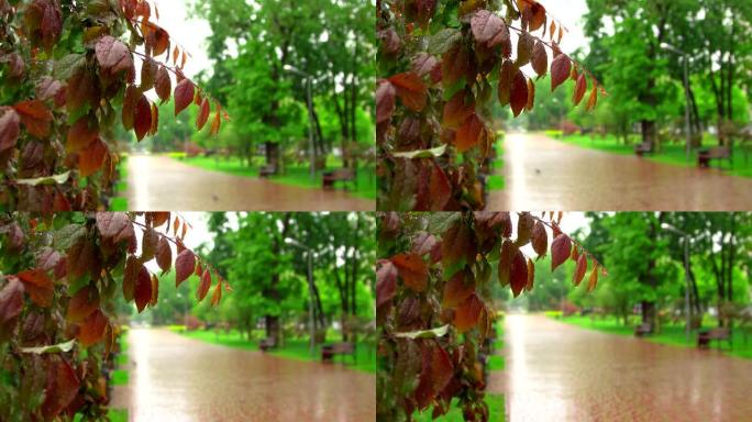 公园里的红叶阴雨潮湿的水坑