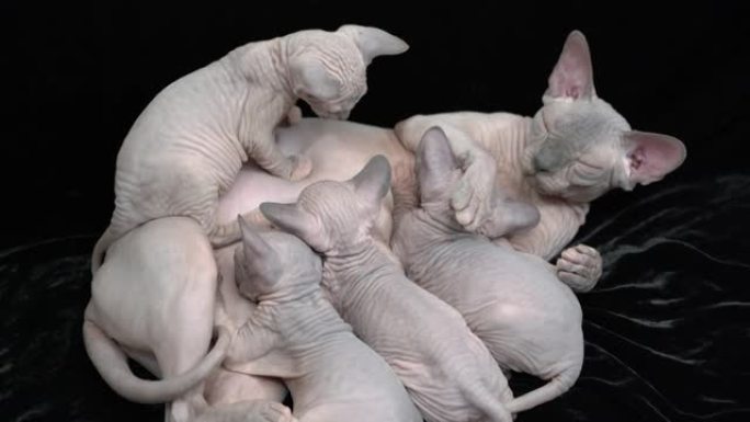 妈妈加拿大Sphynx猫在黑色背景上母乳喂养四只小猫